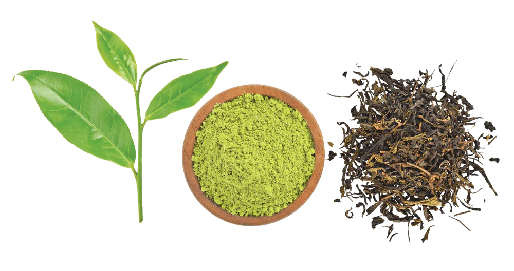 Rempah dan bumbu herbal alami